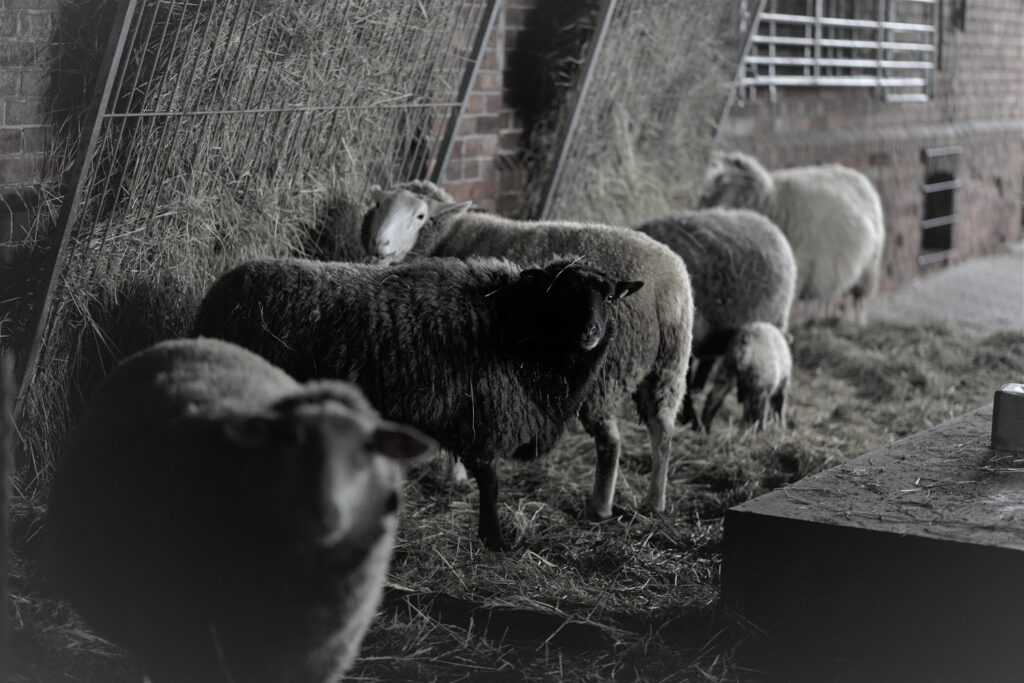 Schafe im Stall - Schafhof Wöhler