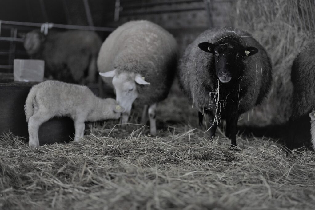 Schafe und Lamm im Stall